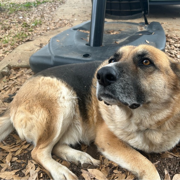 Meet your Posher, Paisyn - Picture 6 of 13